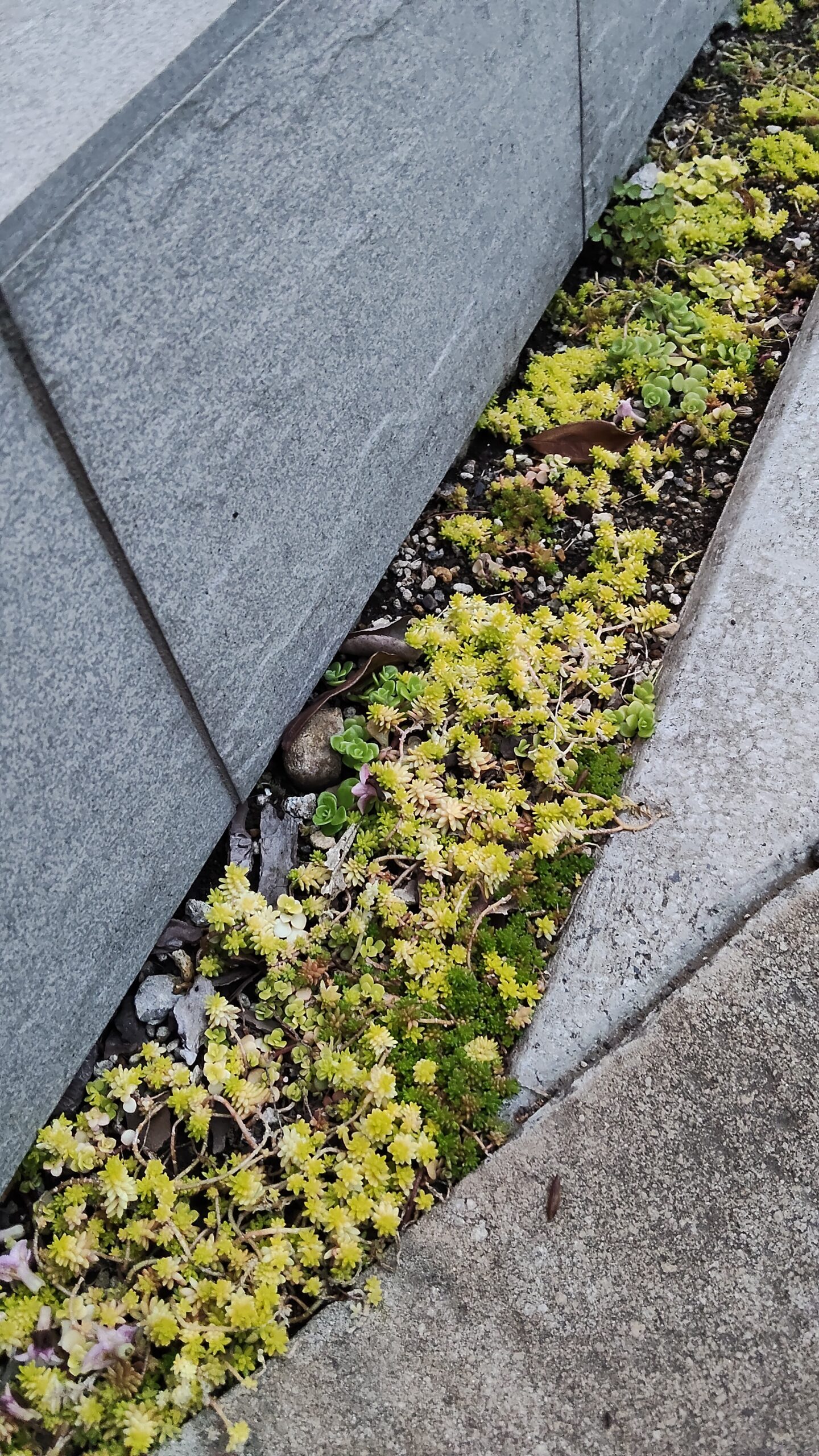 ワイワイガーデン